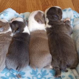 Boston Terriers from Annette's AKC Baby Boston's