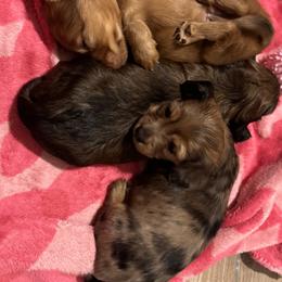 Dachshund Puppies from Mir and Dachshunds