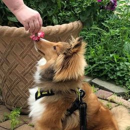 Shetland Sheepdog Puppies from NorthAcre Shelties