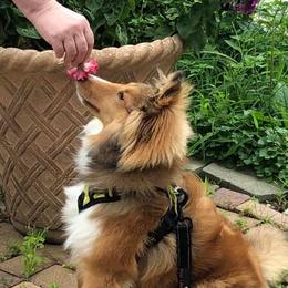 Shetland Sheepdog Puppies from NorthAcre Shelties