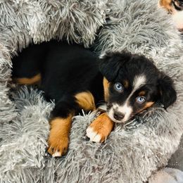 Aspen - Black tri Miniature Australian Shepherd puppy in Marysville, Indiana from New Market Aussies