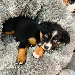 Aspen - Black tri Miniature Australian Shepherd puppy in Marysville, Indiana from New Market Aussies