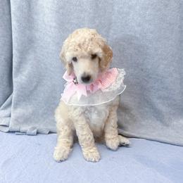 White - White female Poodle puppy in Louisville, Kentucky from Borealis Poodles