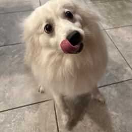 Teddy - White male American Eskimo Dog puppy in Clermont, Florida from Shadow Bernedoodles & Dog Training