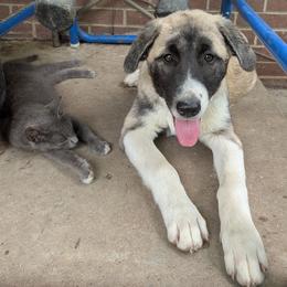 Girl 4 - Fawn female Anatolian Pyrenees puppy in Marysville, Ohio from Brotherton Family Farms