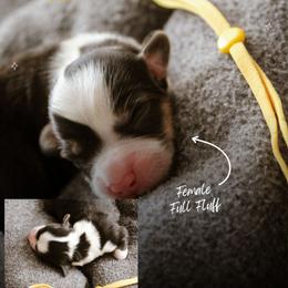 Sarah - Black and tan female Pembroke Welsh Corgi puppy in South Otselic, New York from Ridge Top Corgis