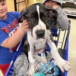 Great Dane Puppies from KD Sweet Southern Danes