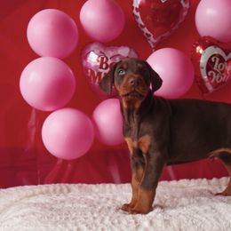 Doberman Pinscher and Labrador Retriever Puppies from GFDutton Retrievers & Dalla Grazia Dobermans