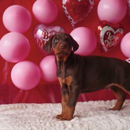 Doberman Pinscher and Labrador Retriever Puppies from GFDutton Retrievers & Dalla Grazia Dobermans