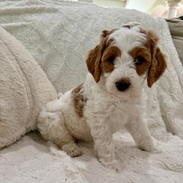 Pumpkin - Parti female Goldendoodle puppy in Cleburne, Texas from Doodles of the Brazos