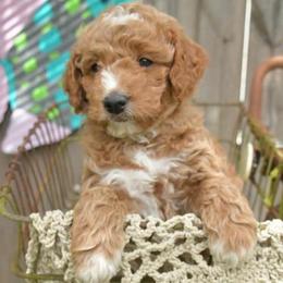 Grayson - Red  male Goldendoodle puppy in Boaz, Alabama from Doodles All Day