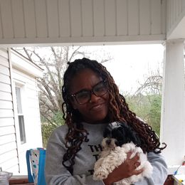 Poodle and Shihpoo Puppies from Peace, Love, and Puppies at the Creek
