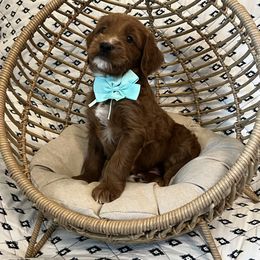 Mint Collar Male - Red  male Goldendoodle puppy in Bradenton, Florida from Suncoast Goldendoodles