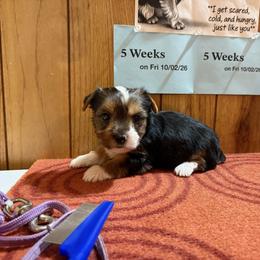 Boy 4 - Parti male Yorkshire Terrier puppy in Bear Creek, North Carolina from Yorkie Time