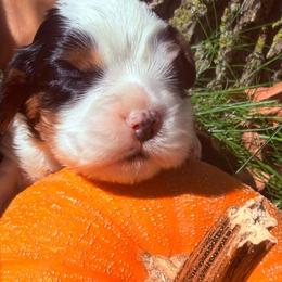 Cookie - Tri-color male Cavalier King Charles Spaniel puppy in Brookings, South Dakota from Precious Pooches Cavalier King Charles Spaniels