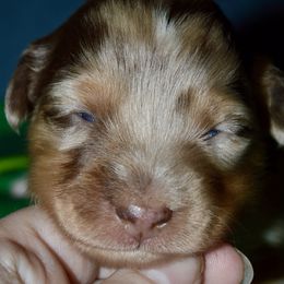Lexus - Red merle Miniature Australian Shepherd puppy in Post Falls, Idaho from Puppy Love Inland Northwest