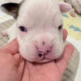 Jed - White male Boxer puppy in Sharon, South Carolina from Vom Krepps Manor