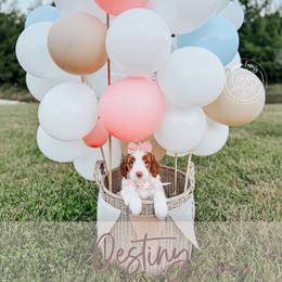 Destiny - Parti female Goldendoodle puppy in Mahomet, Illinois from Jordan Family Doodles