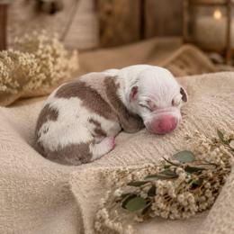 Aragorn - Harlequin male Great Dane puppy in Citra, Florida from AEW Farm