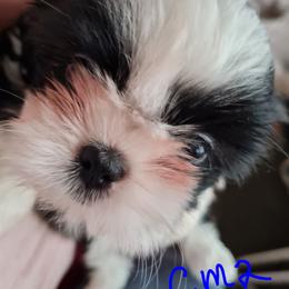 Boy 2 - Black male Shih Tzu puppy in Bethlehem, Pennsylvania from Cinnamon's Shih Tzus
