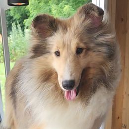 Cindy - Shetland Sheepdog