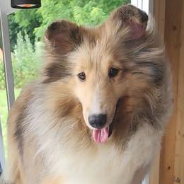 Cindy - Shetland Sheepdog