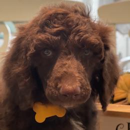 Poodle Puppies from Sooner State Standards