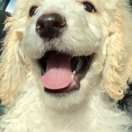 Cavapoos, Cockapoos, Goldendoodles, and Poodles from Jolidoodles