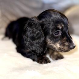 Girl 2 - Black and tan female Dachshund puppy in Fredonia, Arizona from Desert Horizon Dachshunds