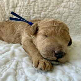 Mr Blue Collar - Apricot male Poodle puppy in Screven, Georgia from Dreamland Standard Poodles