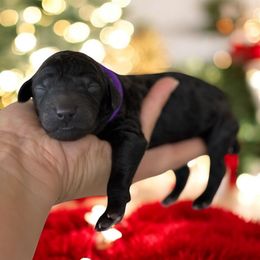 Coming Soon - Phantom male Poodle puppy in Spring Hills, Florida from The Olympus Standard Poodle