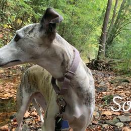 Miniature Schnauzers and Whippets from Saving Grace