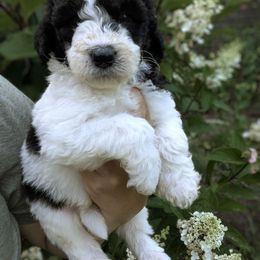 Dark Green Boy - male Newfypoo puppy in Lewistown, Pennsylvania from Green Acres Newfypoos
