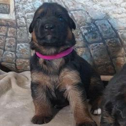 Veronica - Black and red female German Shepherd puppy in Rancho Cucamonga, California from Abbeys Golden Retriever  and German Shepherd Puppies