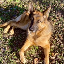 German Shepherds from Double A German Shepherds