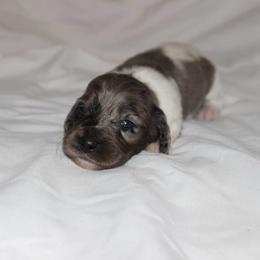 Velma (3800) - Dapple female Dachshund puppy in Sonora, Kentucky from Maple Hill Miniature Dachshunds