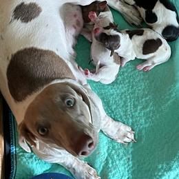 Bluebonnet - Dachshund