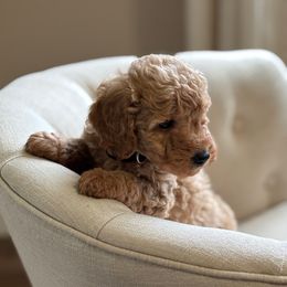 Jax (Black collar) - Apricot male Goldendoodle puppy in Skamokawa, Washington from East Valley Pups