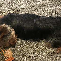 Yorkshire Terriers from ROYAL PAWS