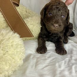 Labradoodle Puppies from Molly’s Doodles