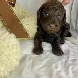 Labradoodle Puppies from Molly’s Doodles