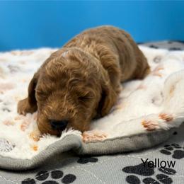 Yellow - Red  male Poodle puppy in Mauston, Wisconsin from Quiverfull Acres