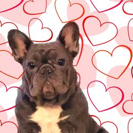 Pixie - French Bulldog