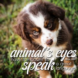 Toy Australian Shepherd Puppies from No Limit Ranch Miniature and Toy Australian Shepherds