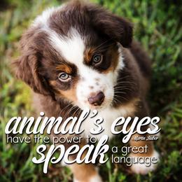 Toy Australian Shepherd Puppies from No Limit Ranch Miniature and Toy Australian Shepherds