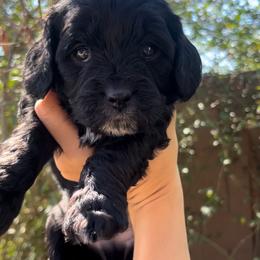 Leo - Black male Cavapoo puppy in Gilbert, Arizona from Desert Willow Cavapoos