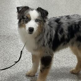 Koda - Miniature American Shepherd