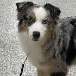 Koda - Miniature American Shepherd