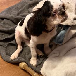 Micheal - Black white and tan male English Toy Spaniel puppy in Pennsylvania from Enchanting Charlies