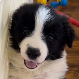 Bentley - Black and white male Border Collie puppy in Surgoinsville, Tennessee from Smokey Mountain Vizslas